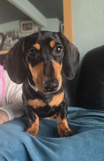 Miniature dachshund  rehoming