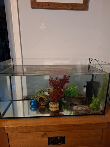 Male axolotl and tank for sale