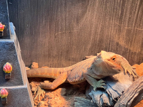Bearded dragon & enclosure for sale