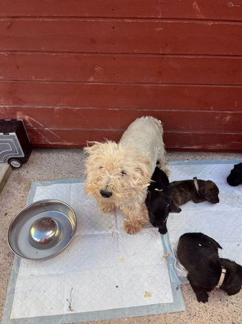 Westie cross spaniel