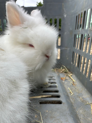 Lionhead Bunnies