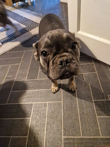 French bulldog puppy