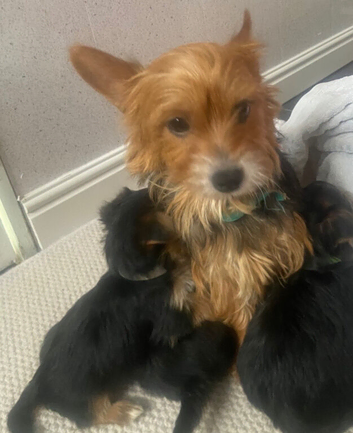 Yorkshire terrier puppies for sale