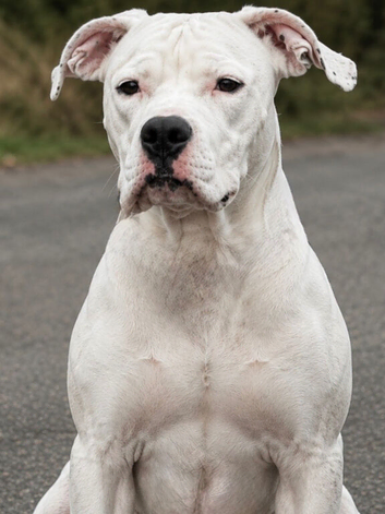 Female staffy cross