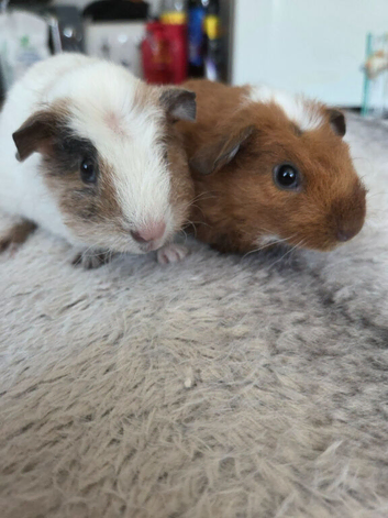 2 brothers ready to leave