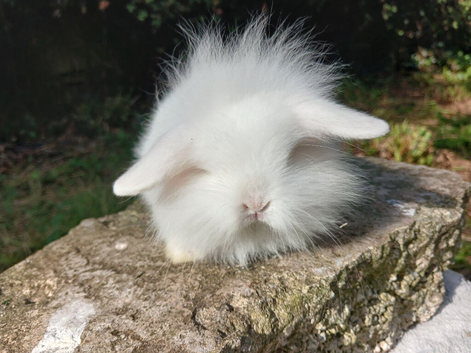 Stunning mini lion lops