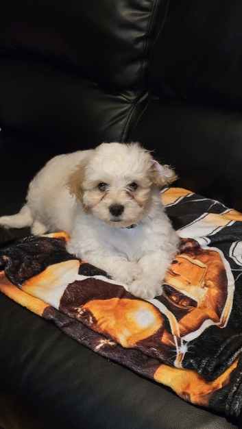 Cavapoochon for sale