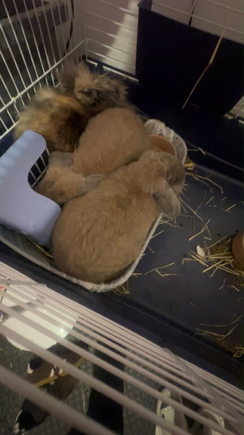 Bunny&rsquo;s for sale