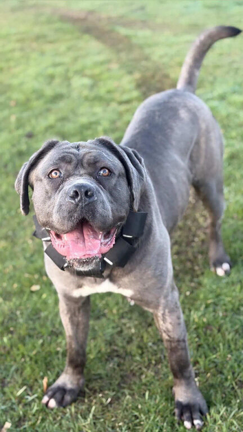 Blue Brindle Cane Corso
