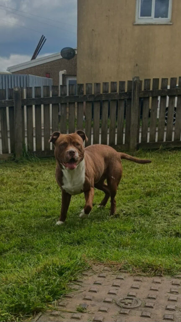 1 year old American bulldog