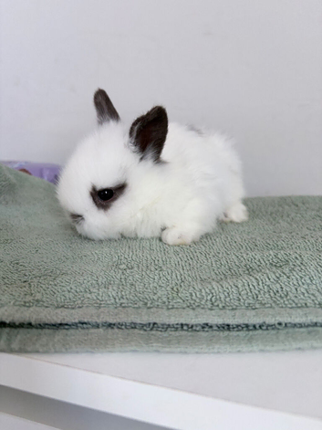 Baby bunnies
