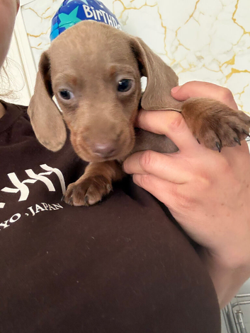 Miniatur dachshund champagne color