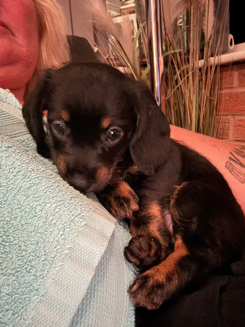 Dachshund x Chinese crested