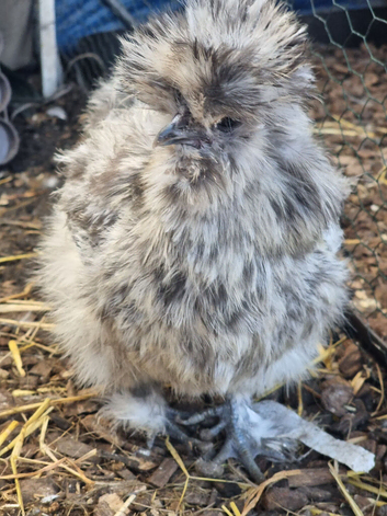 Silkie hens