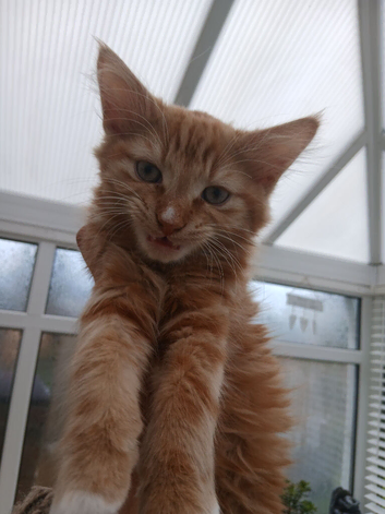 Maine coon xxx