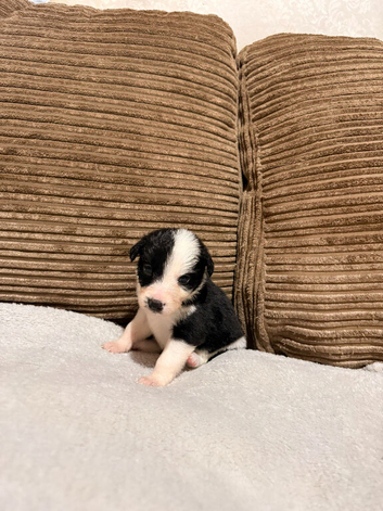 ONLY TWO GIRLS REMAINING - Stunning Border Collie x Blue Heeler Puppies