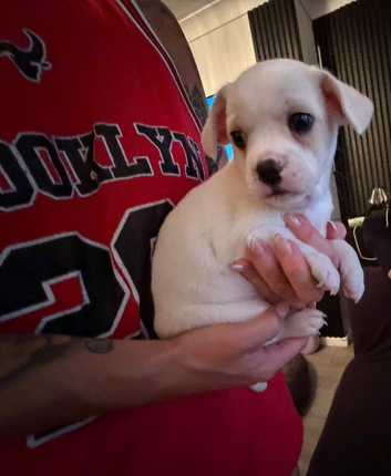 French bulldog x chihuahua puppies