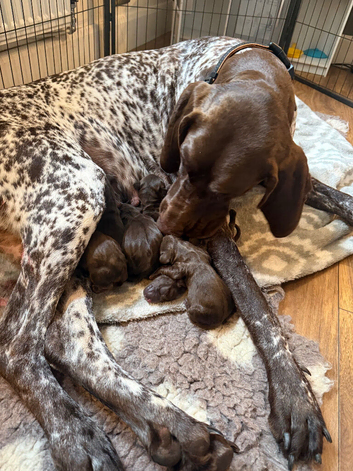 German pointer cross dachshund