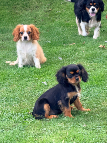 Reduced Beautiful Cavalier King Charles puppies