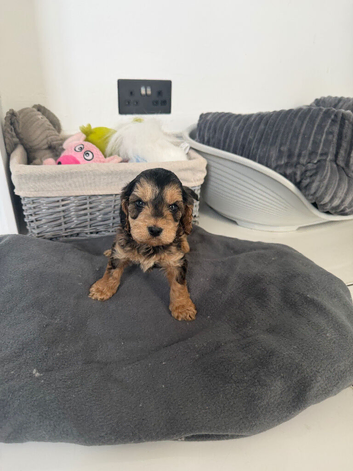 cockapoo puppies starting at &pound;800