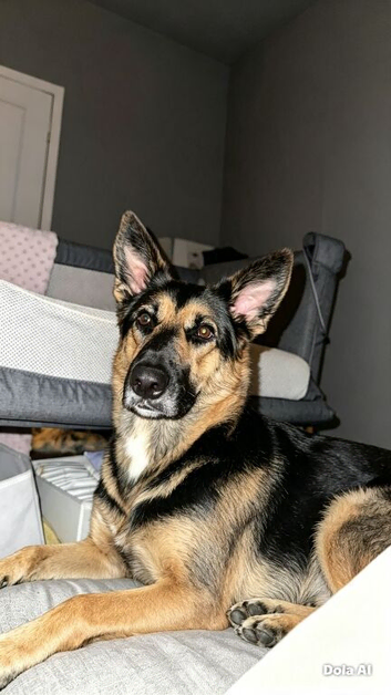 German shepherd cross border collie