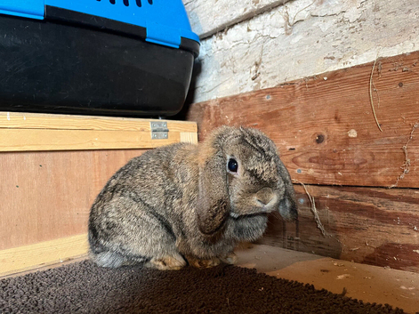 Mini lop rabbit 12 months old