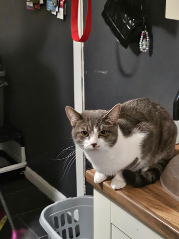 Cat for sale