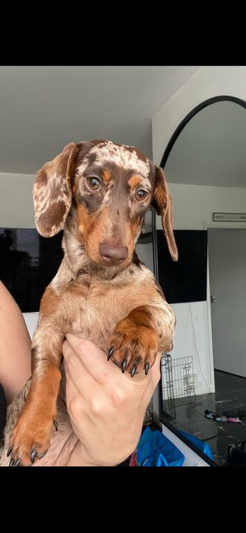 Dapple dachshunds