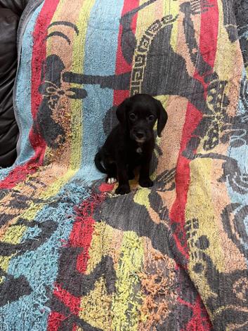 Absolutley gorgeous Cockapoo x puppies