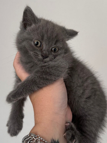 Ragdoll x BSH