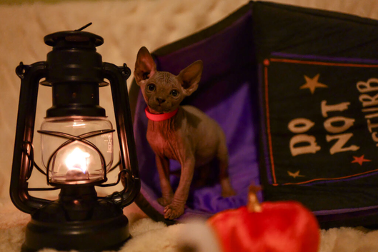 Gorgeous Sphynx Kittens