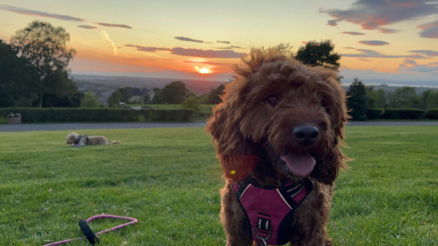 Cockapoo X Toy poodle puppies Red