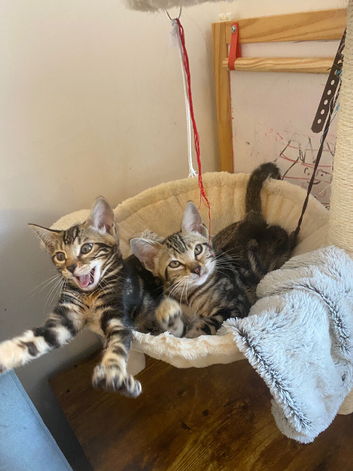 Bengal x kittens ready to leave
