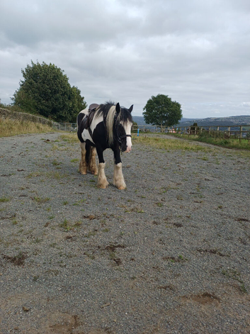 Wanted horse riding and stable help
