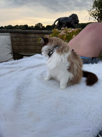 Lovely bog Ragdoll