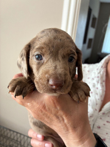 Springer spaniel cross dachshund