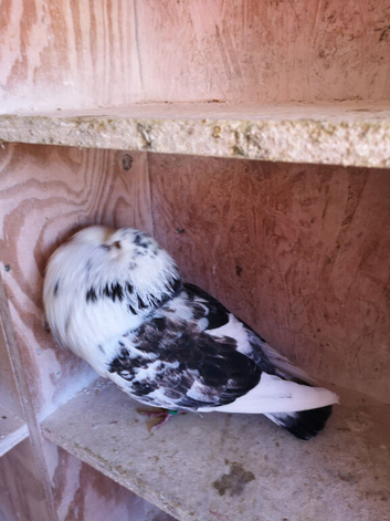 Gadditano pigeons for sale