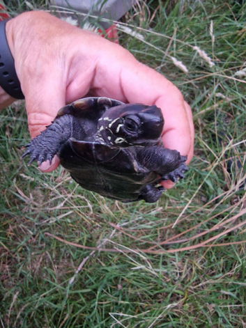 Reeves pond turtles