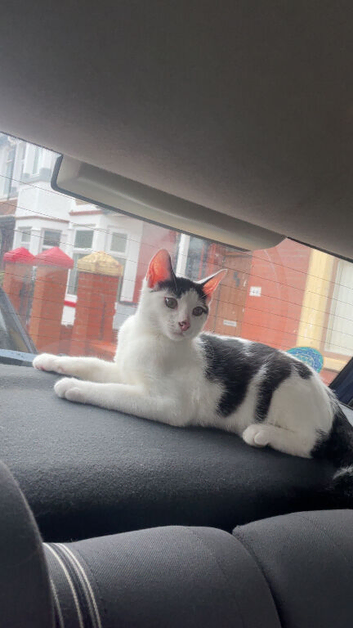 kitten for sale!!