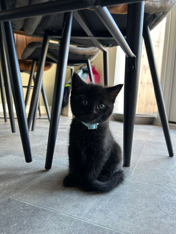 Male kitten