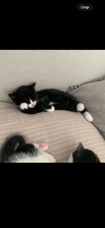 Kitten looking for loving home