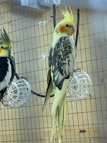 Cockatiels