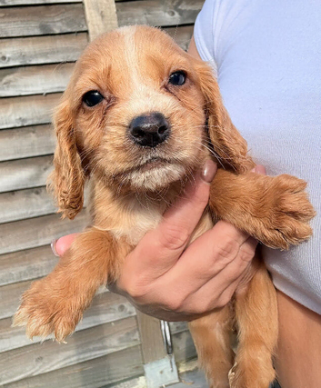 Cocker spaniel puppies