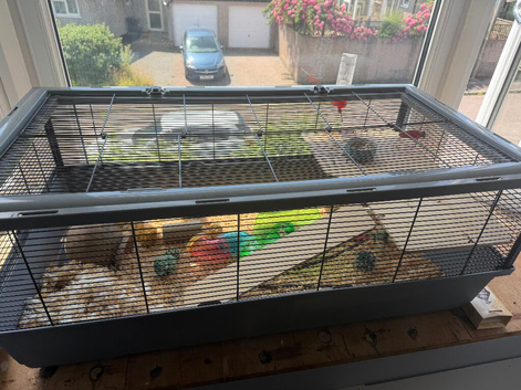 Hamster , 4mobths old