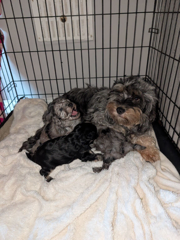 Toy cockapoo f2b puppies