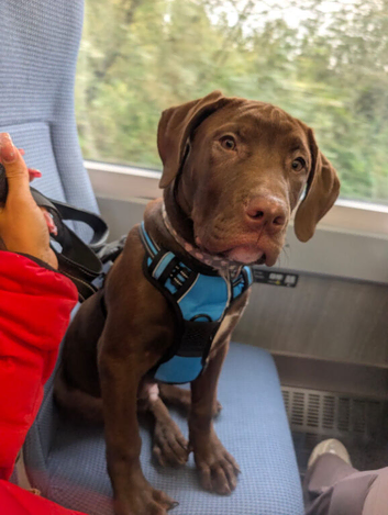 Presa Canario pups ready for their forever home