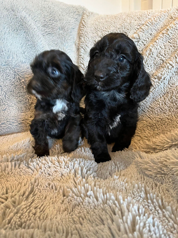 7 beautiful F1 cockapoo puppies