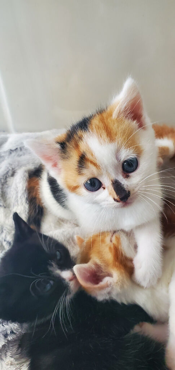 6 kittens for sale