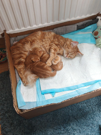Two lovely ginger boys