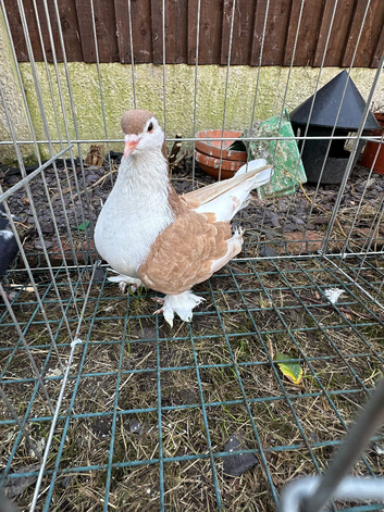 Lahore cock